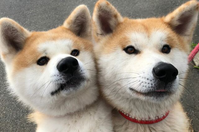 毎朝の検温も 新しい生活様式 だよ 5月17日 竹笋生 たけのこしょうず 世界高血圧デー World Hypertension Day 高血圧の日 Forza Style ファッション ライフスタイル フォルツァスタイル